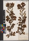 Foto von Salix aurita L.